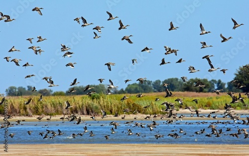 a flock  of northern pintail ducks in flight over little salt marsh on a sunny day in the quivira national wildlife refuge near stafford, in  south central kansas photo