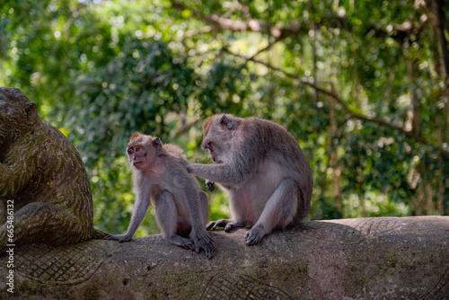Young Monkey Allowing Mother's Gentle Cleaning Amidst Nature's Tranquility © TurkoFurko
