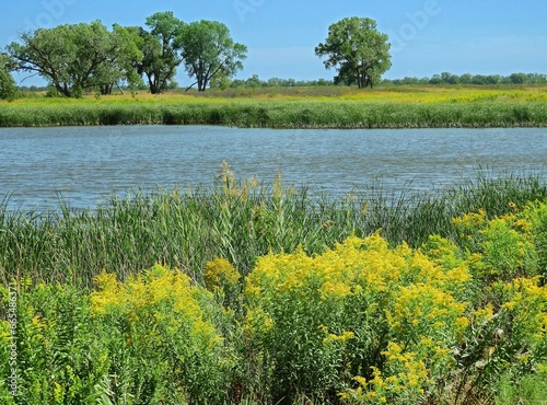 a field of yellow goldenrod flowers next to a pond a sunny day in the quivira national wildlife refuge near stafford, in  south central kansas