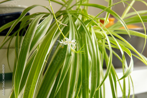 White flower of Spider plant (Chlorophytum comosum) in a house pot