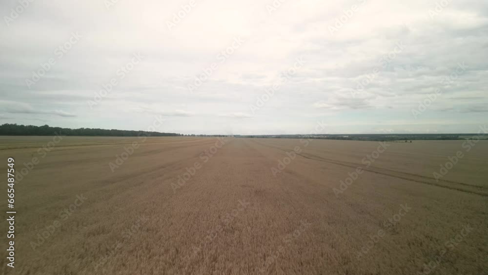 Wheat field aerial view in Ukraine Wheat field aerial view in Ukraine