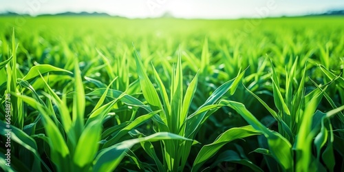 Field of vibrant green biofuel crops.