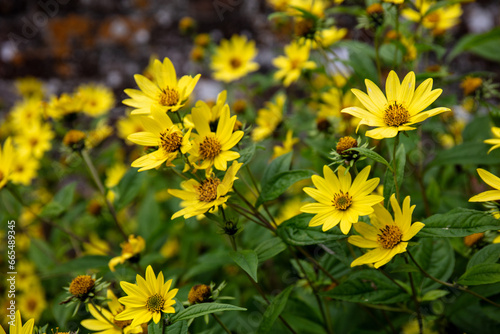 Flower bed of a Yellow Thin-leaf sunflower - Helianthus decapetalus 