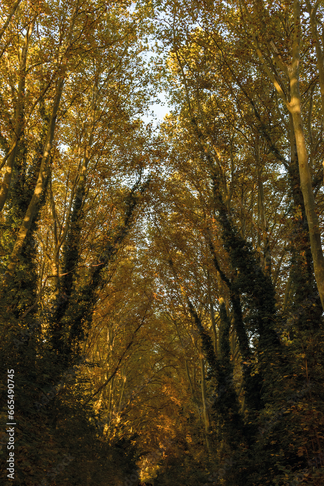 automne- les arbres avec différents couleurs automne- les arbres avec différents couleurs