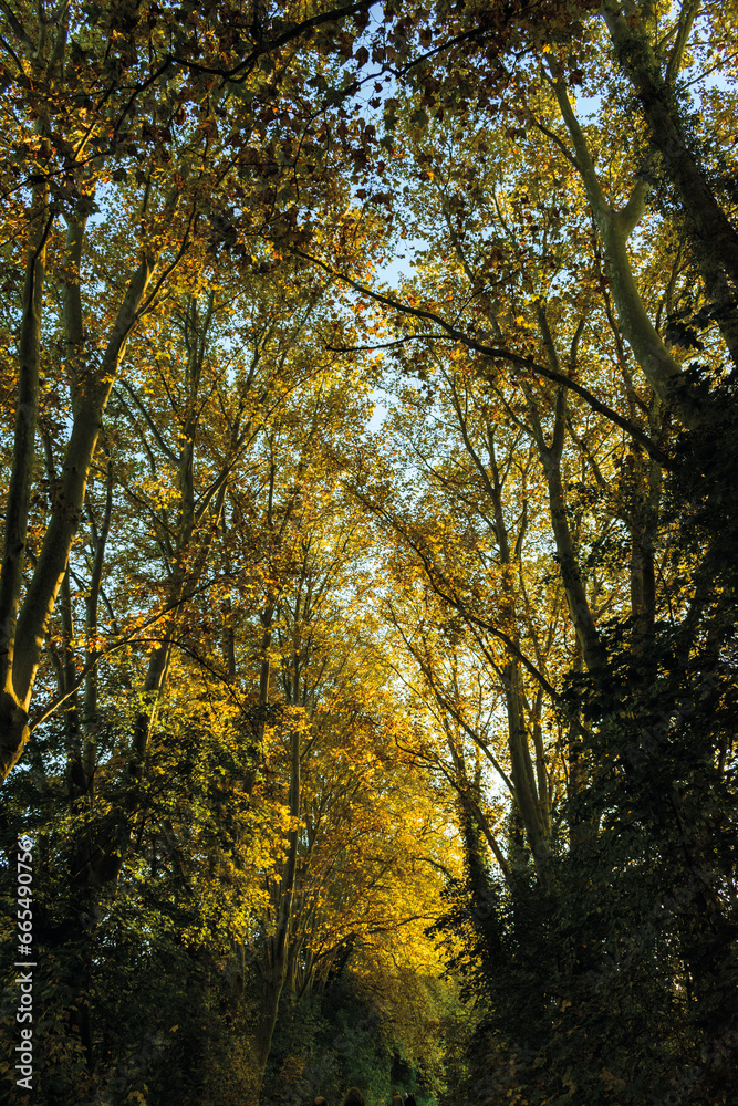 automne- les arbres avec différents couleurs