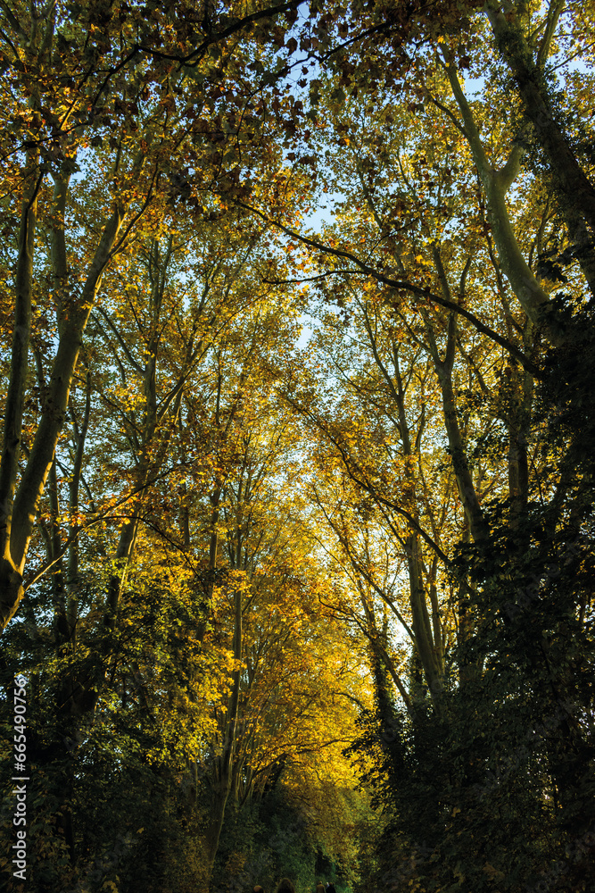 automne- les arbres avec différents couleurs automne- les arbres avec différents couleurs