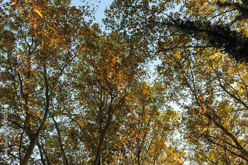 automne- les arbres avec différents couleurs