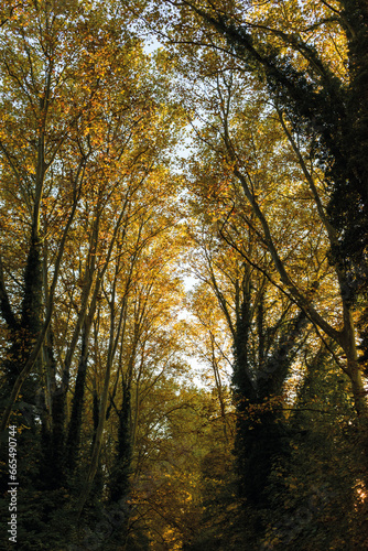 automne- les arbres avec diff  rents couleurs