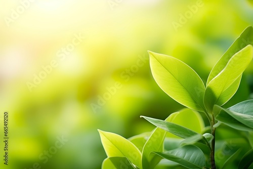 Nature of green leaf in a garden in summer under sunlight. Spring background.