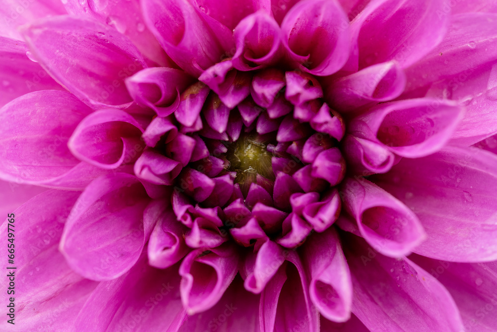 close up of dahlia flower