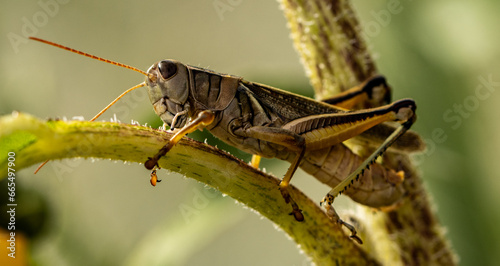 Macro photography close-up of a Grasshopper/Locust on a branch