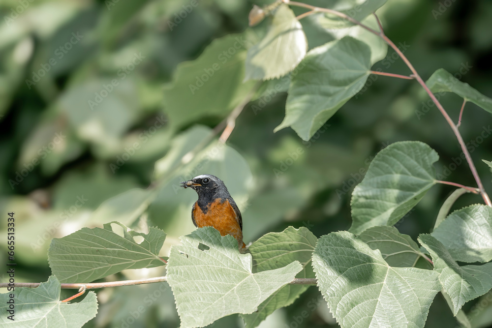 Collared redstart bird small cute with insect