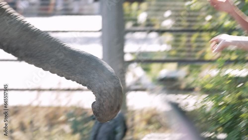 An elephant takes food from a man's hand. A man feeds an elephant at the zoo. People in the zoo near elephants