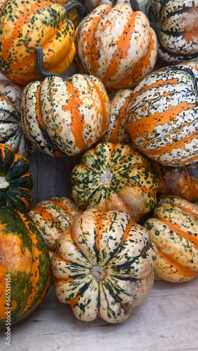 pumpkin on the ground