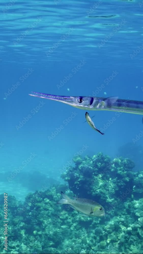 Vertical video, Close-up of Needlefish or Garfish floats with opens mouth in blue water in bright sunrays, cleaner fish clean them of parasites, Slow motion Vertical video, Close-up of Needlefish or Garfish floats with opens mouth in blue water in bright sunrays, cleaner fish clean them of parasites, Slow motion
