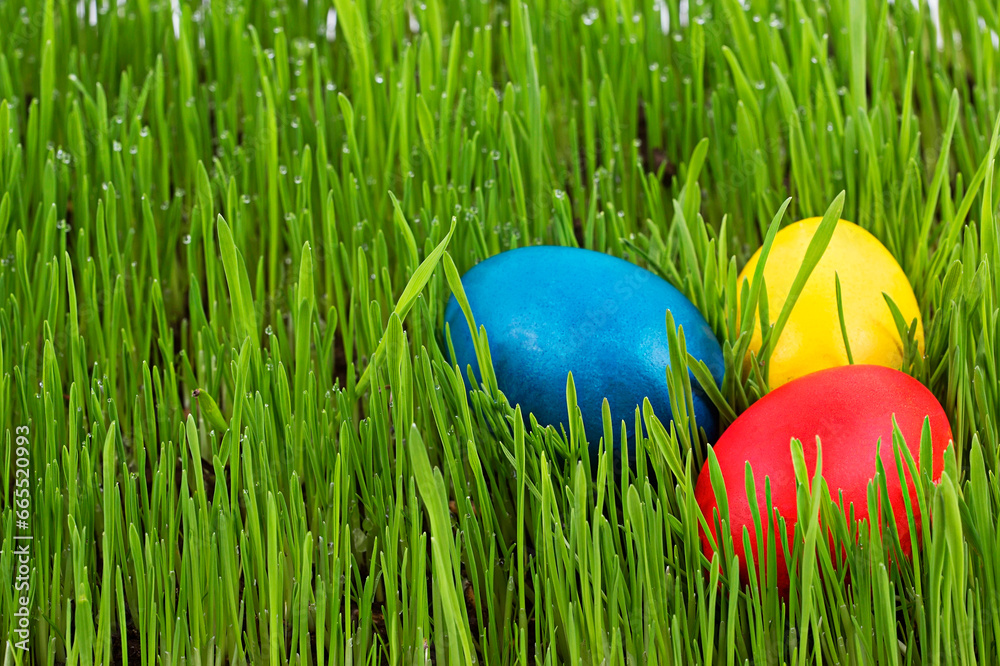 Easter eggs in the grass
