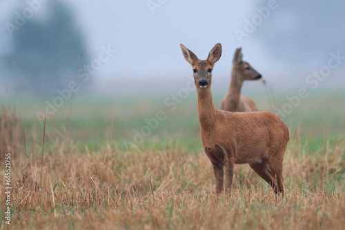 Roe deers in the wild 