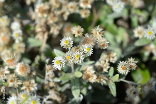 Everlasting Summer Snow flowers photo