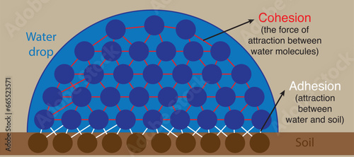 water and soil molecules under the effect of adhesion and cohesion photo
