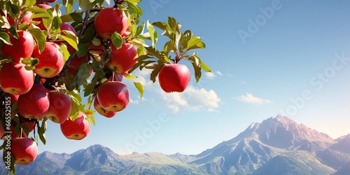 Autumn abundance. Red apples on rustic background. Nature bounty. Fresh ripe apple in mountain orchard. Crisp and colorful. Organic on bright day photo