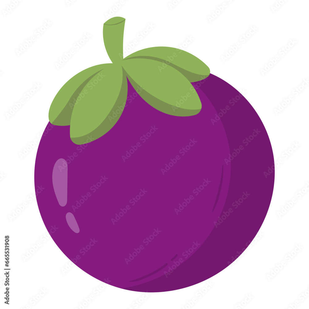 mangosteen fruit illustration mangosteen fruit illustration