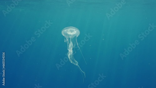 Mauve Stinger Jellyfish flashing bright sunrays, Slow motion. Mauve Stinger, Night-lightx Jellyfish, Phosphorescent jelly or Purple people eater (Pelagia noctiluca) floating on blue water in sun beams photo