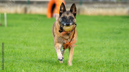 german shepherd dog on an agility course