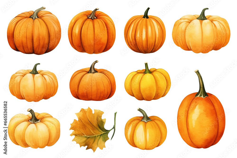 A set of Halloween and Thanksgiving pumpkins isolated on a white or transparent background, painted in watercolor vector illustration art, PNG.