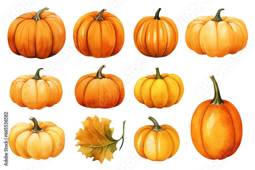 A set of Halloween and Thanksgiving pumpkins isolated on a white or transparent background  painted in watercolor vector illustration art  PNG.