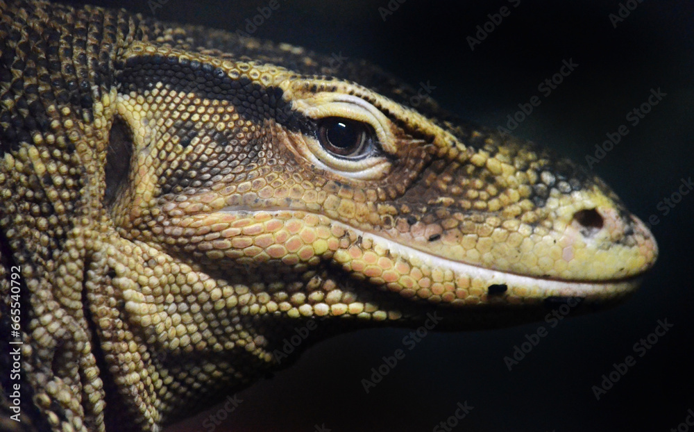 Fototapeta premium close up of a lizard