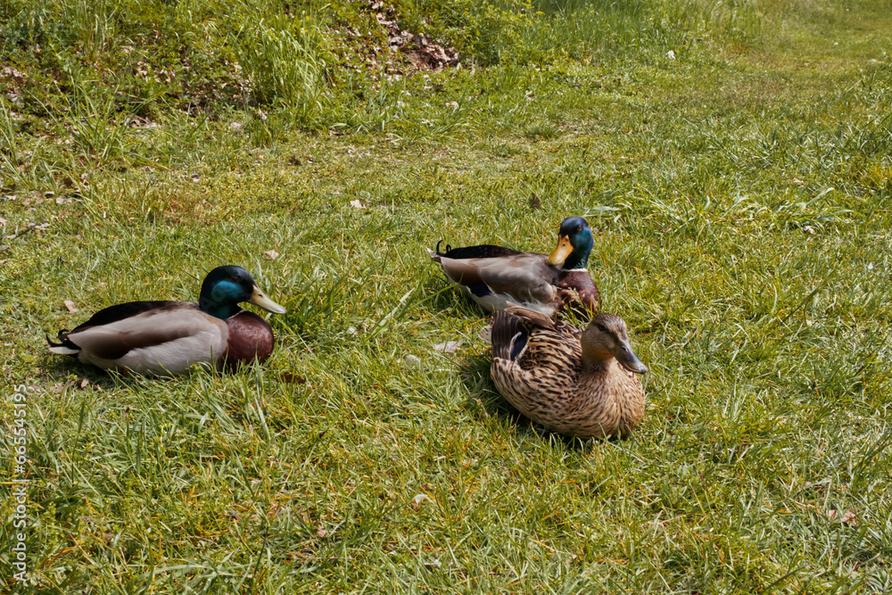 Wild ducks Wild ducks