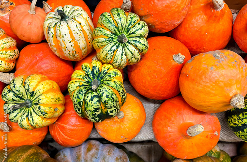 Red Kuri Hokkaido pumpkin in a pile of pumpkins, Pumpkins, halloween, autumn, autumn vegetables. cute pumpkins, farm