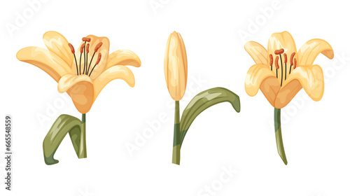 Beautiful cartoon blooming yellow lily buds. Vector set of isolated illustration of a flower with stem and leaves.