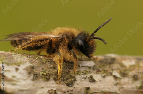 Closeup of a male yellow-legged mining bee on wood, Andrena flavipes