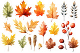 Set of fall leaves, vector watercolor illustration, maple leaf, acorns, berries, spruce branch. Forest design elements. Autumn illustrations isolated on white or transparent background, PNG
