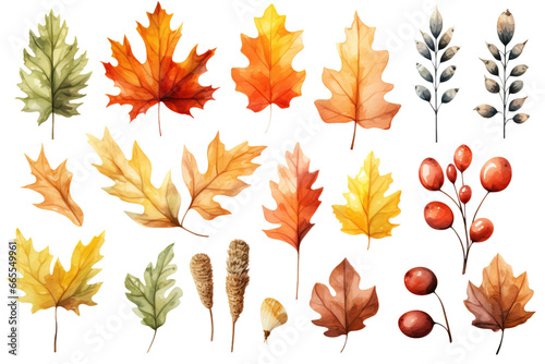 Set of fall leaves, vector watercolor illustration, maple leaf, acorns, berries, spruce branch. Forest design elements. Autumn illustrations isolated on white or transparent background, PNG photo