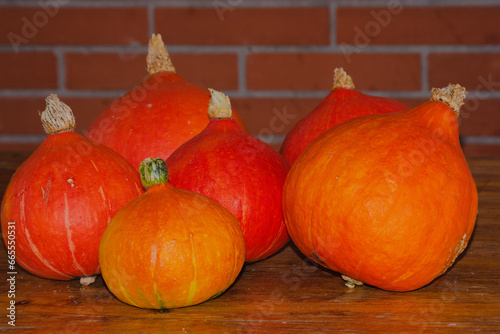 pumpkins in farm during harvest season photo