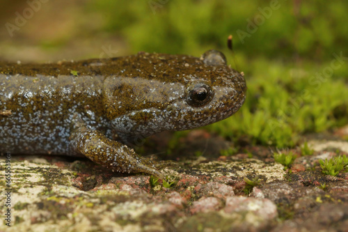 Detailed facial closeup on an adult Japanese endangered Oita salamander, Hynobius dunni sitting on green moss