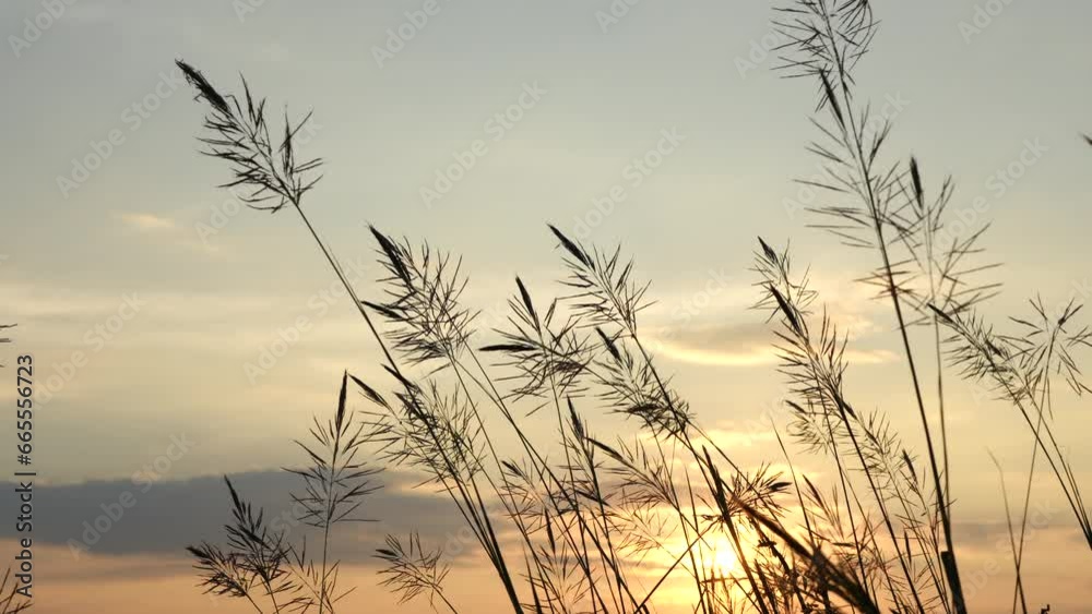 Background of grass flower silhouettes during sunset Background of grass flower silhouettes during sunset