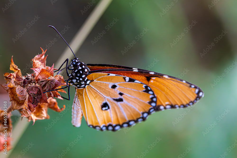 butterfly on a flower butterfly on a flower