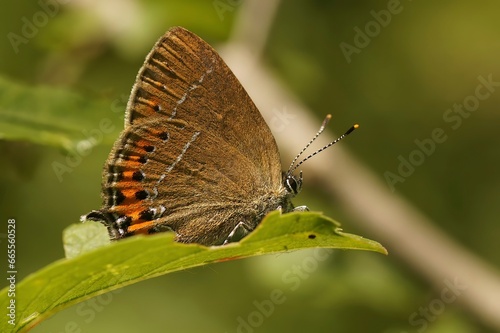 Closeup on the small colorful black hairstreak butterfly Satyrium pruni sitting with closed wings photo