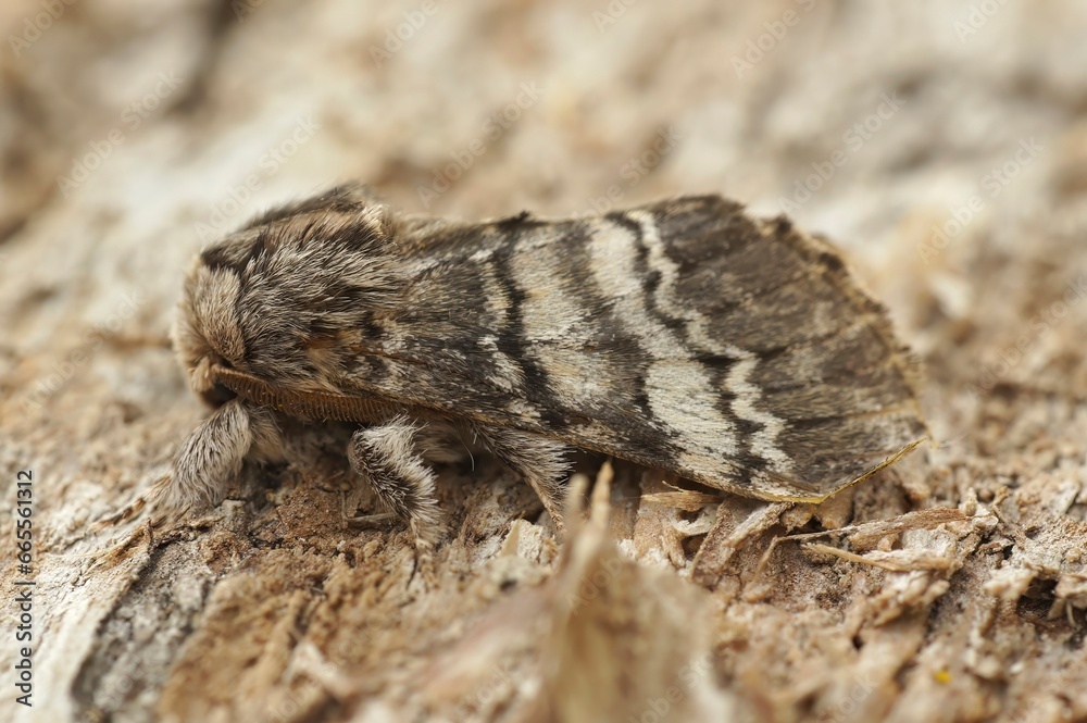 Closeup on white striped Drymonia ruficornis, the lunar marbled brown moth, sitting on wood
