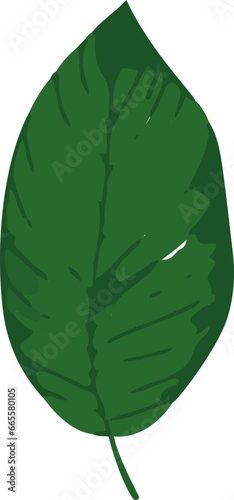Minimalistic vector illustration of tropical leaves.