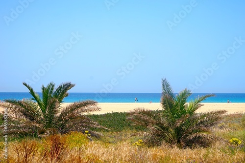 palms and beach in Tarifa at a beautiful summer day, Playa de los Lances, tourism, palms, Playa Santa Catalina, Andalusia, province of Cádiz, Spain