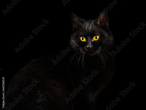 black cat on a black background