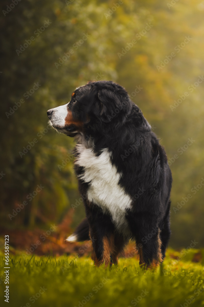 Bernese mountain dog at forest