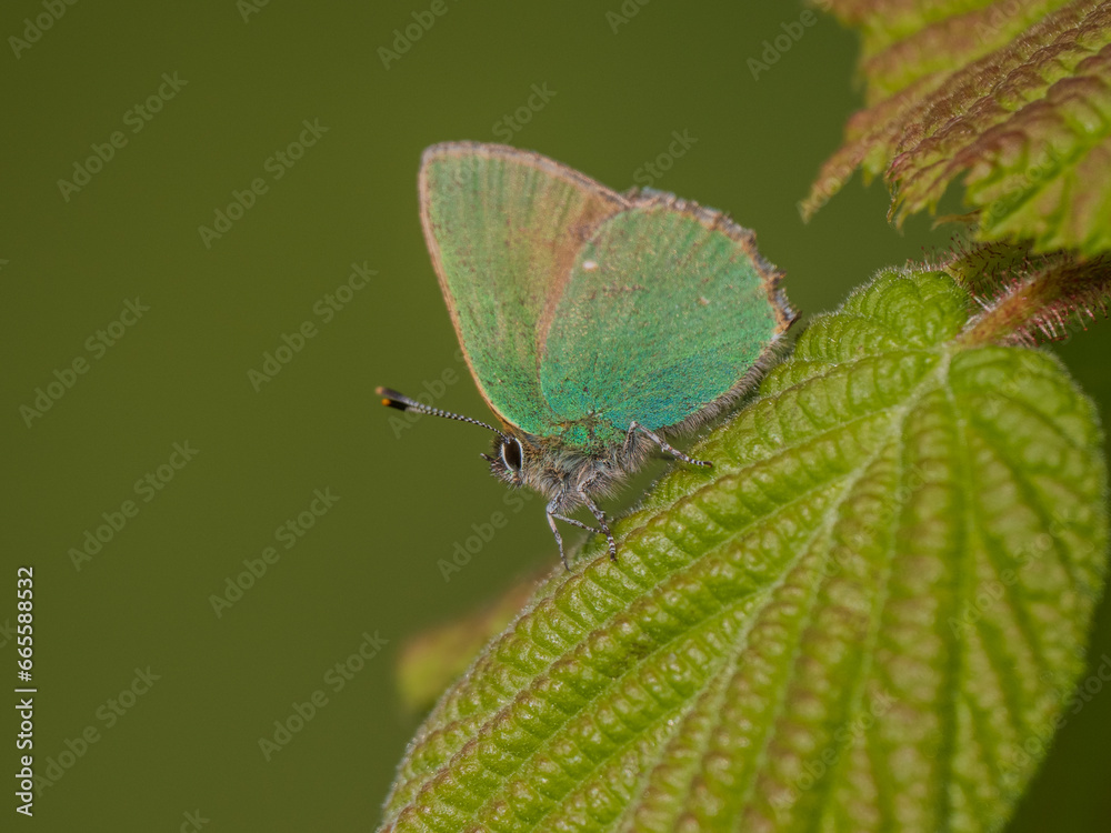 Fototapeta premium Green Hairstreak Butterfly on a Leaf