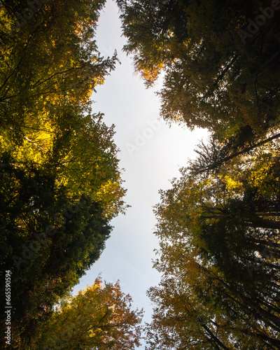 autumn in the forest