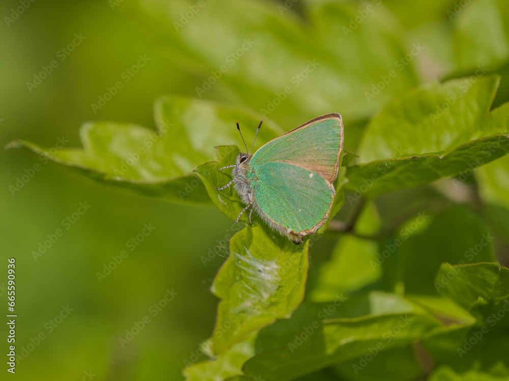 Fototapeta premium Green Hairstreak Butterfly on a Leaf