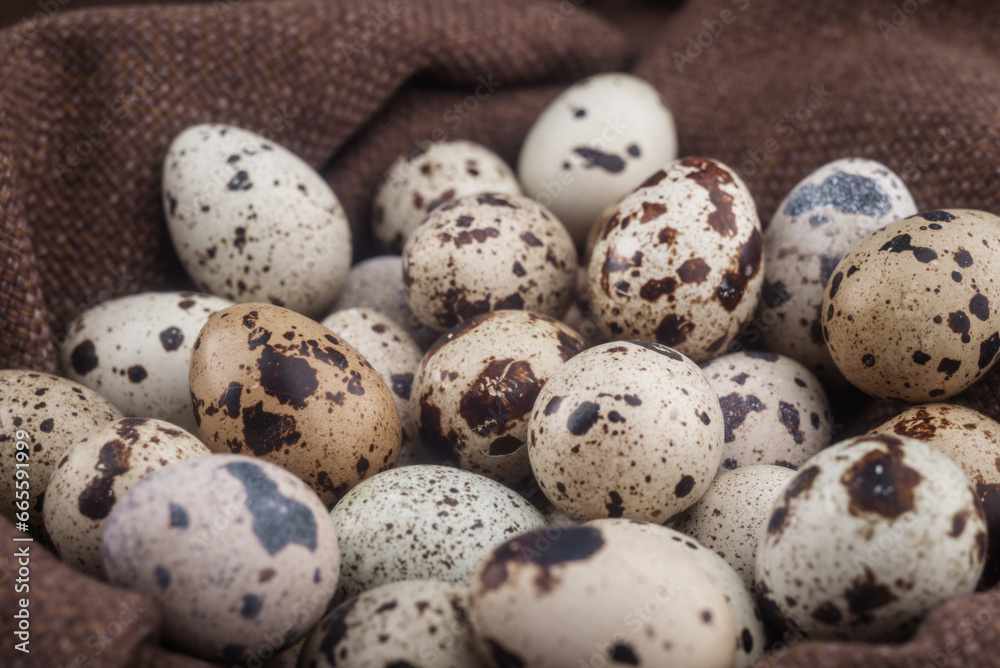 Nest with quail eggs. Lots of quail eggs